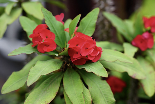Thai Red Crown of Thorns Starter Plant - Euphorbia Milii, 5-7 Inches Tall, Well-Rooted - Tropical Beauty with Red Flowers for Gardens