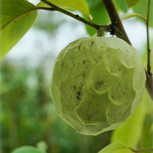 Cherimoya Plant with Pot | 8-Inch Live Seedling | Tropical Fruit Tree | Ready to Plant | Indoor & Outdoor Use | Spring Interest