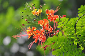 10 Dwarf Poinciana Seeds, Red Bird of Paradise (C. pulcherrima), Mexican Flowering Plant, Non-GMO, Tropical Shrub, Colorful Blooms