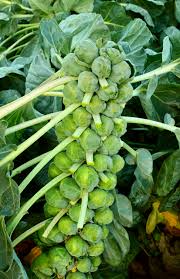 1g Brussel Sprouts Long Island Improved Seeds Brassica oleracea | Heirloom Variety | Compact, High-Yield & Cold-Hardy