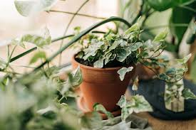 15 English Ivy Rooted Cuttings | Fast-Growing Privacy Plant | Hardy, Easy Care Vines | Ready to Plant | Indoor/Outdoor
