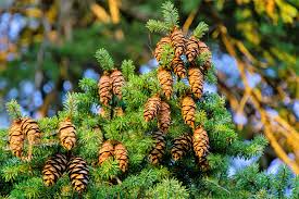20 Chinese Douglas Fir Tree Seeds (Pseudotsuga sinensis) | Evergreen Conifer, Hardy, Fast-Growing, Ideal for Landscaping & Forest Gardens