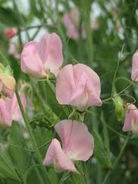 50+ Janet Scott Sweet Pea Seeds – Fragrant Rose-Pink Blooms for Garden Planting, Climbing Vines for Trellises & Bouquets – USA
