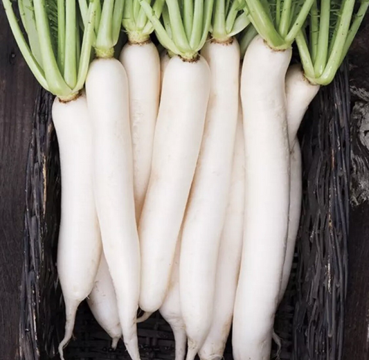 100 Seeds Miyashige Daikon White Japanese Radish, Crisp & Sweet, Easy to Grow
