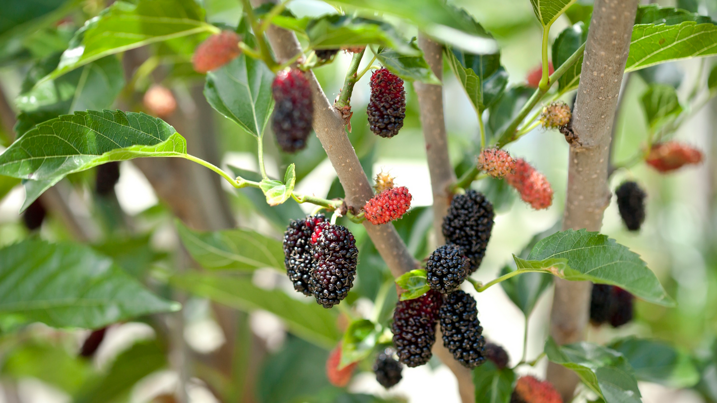 10 Cuttings of Mulberry, Early Fruiting, Easy-to-Root and Grow, Morus alba