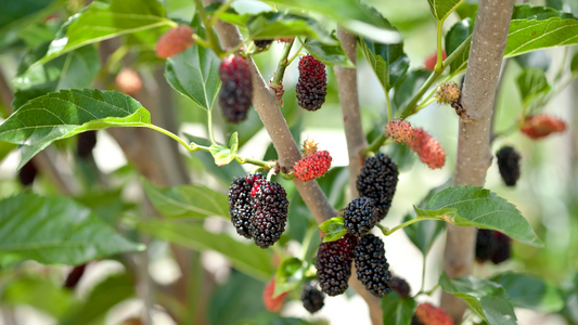 10 Cuttings of Mulberry, Early Fruiting, Easy-to-Root and Grow, Morus alba
