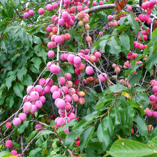 12 Unrooted Wild Plum Cuttings 6-8” - Prunus Americana, Hardy, Fruit Tree, Garden Propagation