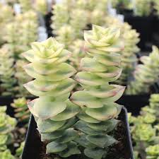 Crassula Perforata Variegata Starter Plant - 2 Fresh Cuttings (3-4") | Trailing Succulent with Variegated Leaves & Red Margins