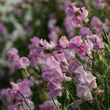 Misty Mountain Sweet Pea Seeds – 50+ Lilac & Blue Blooms – Climbing Flower Vine for Trellises, Bouquets, Cottage Gardens, Arches – USA