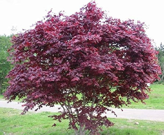 5 Bloodgood Japanese Maple Tree Cuttings | Live Unrooted | Perfect for Rooting or Grafting | Fresh Cuttings 5-12 Inches Long