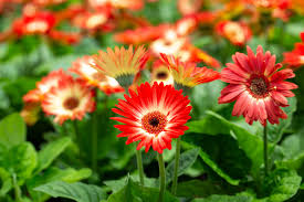200+ White & Red Gerbera Daisy Seeds – Bold Two-Tone Blooms for Garden Planting, Long-Stemmed Flowers for Beds and Bouquets