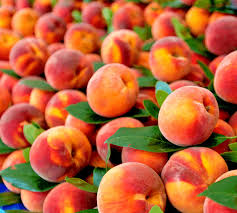 3 Peach Tree Seeds - Dwarf Loring Nemaguard (Prunus persica) - Fast-Growing Hardy Fruit Tree