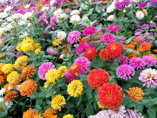 500 Giant Dahlia Flower Seeds, California Giants Annual Mix, Zinnia elegans, Vibrant Color Mix, Easy to Grow, for Garden & Cut Flowers