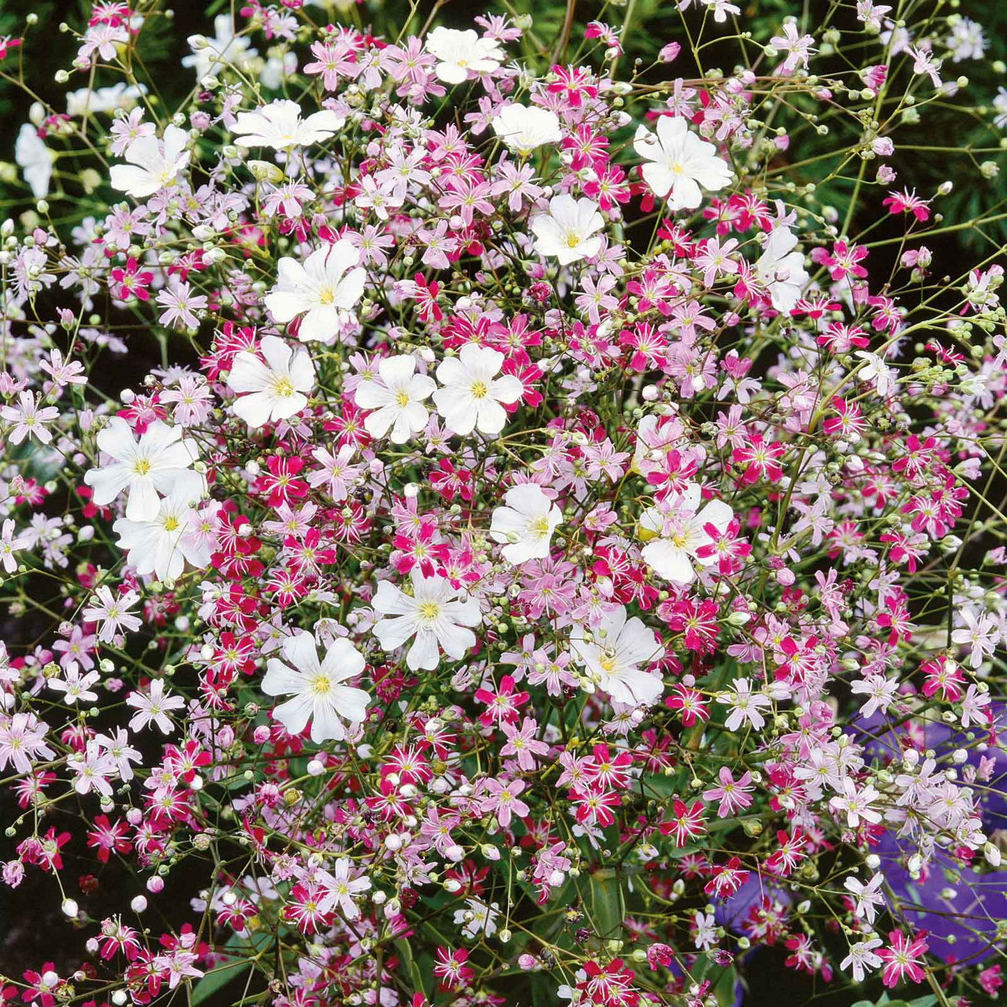 1000 Seeds Baby's Breath MIXED COLORS, Non-GMO Heirloom, Hummingbird Pollinators, Delicate White & Pink Blooms, Perfect for Gardens