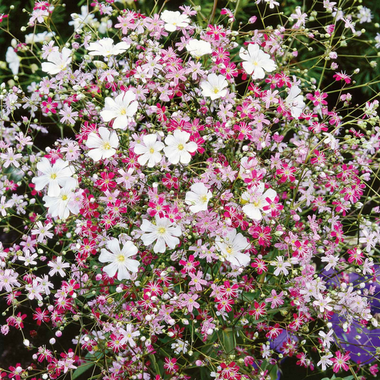1000 Seeds Baby's Breath MIXED COLORS, Non-GMO Heirloom, Hummingbird Pollinators, Delicate White & Pink Blooms, Perfect for Gardens