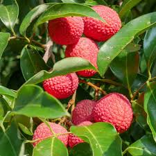Lychee Brewster Seedling 6"-12" Tall | Tropical Fruit Tree (Litchi chinensis) | Potted Starter Plant | Sweet Red Fruits | Outdoor