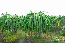25 Seeds White Dragon Fruit Plant | Pitahaya (Hylocereus Undatus) | Edible Cactus Pitaya Plant for Indoor & Outdoor Gardens