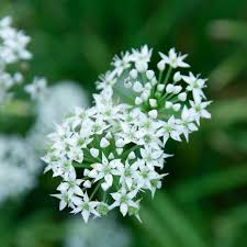 150 Garlic Chive Herb Seeds – Allium tuberosum – Mild Garlic Flavor, Perfect for Cooking, Garnishes & Salads, Easy to Grow, Non-GMO