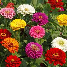 100 California Giant Zinnia Seeds – Zinnia elegans – Huge Vibrant Blooms, Pollinator-Friendly, Easy to Grow