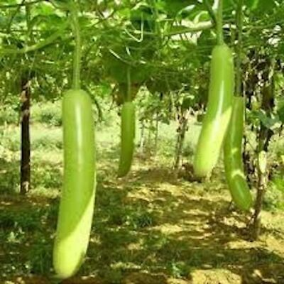 10 Seeds Snake Gourd | Lagenaria siceraria | Heirloom, Non-GMO Exotic Vegetable | Vigorous & High-Yield