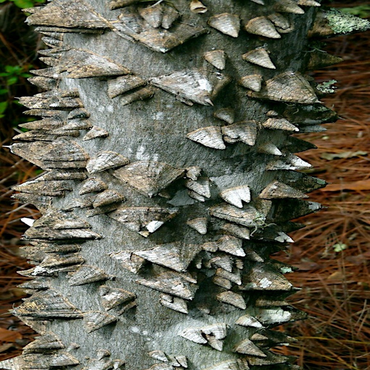 20 Hercules' Club Tree Seeds - Zanthoxylum clava-herculis, Prickly Ash, Rare Fast-Growing, Full Sun, USDA Zones 7-9, 50 ft Height