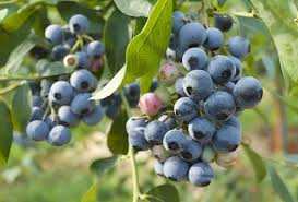 Blueberry Cuttings (10) – 6-10" Elizabeth & Chandler Hardwood – Easy to Root, High-Yield Northern Highbush Shrubs