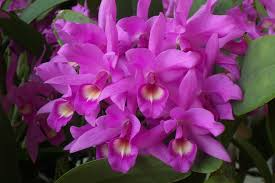 Cattleya Skinneri 3N Pink Live Orchid Seedling | National Flower of Costa Rica | 2" Pot | Rare Pink-to-Light Purple Blooms