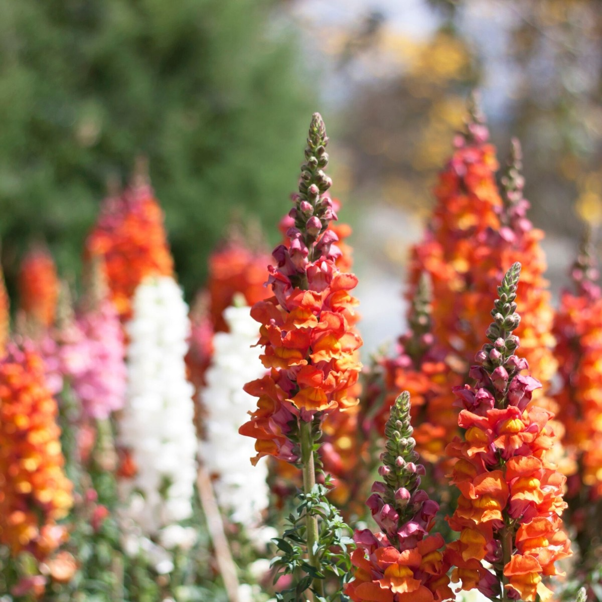 Antirrhinum majus Frosted Flames Snapdragon Seeds – 1000+ Heirloom Snapdragon Seeds for Vibrant Garden Planting