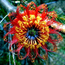 5 Lantern Banksia "Fireworks" Seeds (Banksia ericifolia) – 8' Tall, Exotic Flowering Shrub
