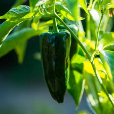 15 Seeds Ancho Poblano Pepper, Capsicum Annuum, Mildly Spicy and Versatile Chili for Cooking