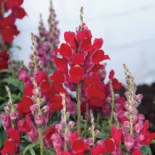 Candy Tops Red Snapdragon Seeds (Antirrhinum majus) | 1000+ Seeds | Compact, Bold Red Blooms for Garden & Containers