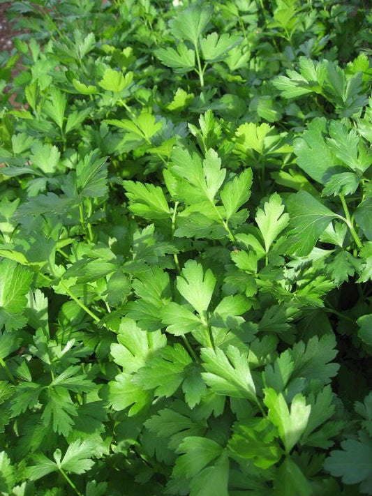 500 Parsley Seeds - Dark Green Italian Giant for Planting - Petroselinum crispum - Fresh Herb for Cooking, Garden, & Kitchen Use