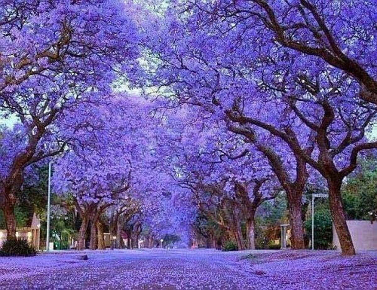 100 Royal Empress Tree Seeds (Paulownia tomentosa), Purple Flowers, Fast-Growing Tree, Decorative Tree, Garden Starter, Landscape Plant