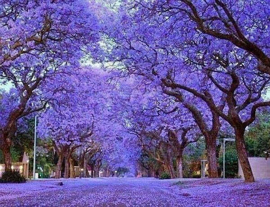 100 Royal Empress Tree Seeds (Paulownia tomentosa), Purple Flowers, Fast-Growing Tree, Decorative Tree, Garden Starter, Landscape Plant