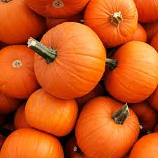 New England Pie Pumpkin Seeds, Cucurbita Pepo, Heirloom, 4-7 lbs Fruit, Sweet Flesh, USDA Zones 3-10, Non-GMO