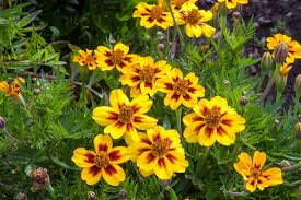 200 Seeds French Marigold LEGION Of HONOR Dwarf, Non-GMO, Beneficial Flowers, Tagetes patula, Garden Annual, Easy to Grow