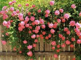 20pcs Pink Climbing Rose Seeds – Rare Climbing Roses, Vibrant Pink Blooms, Fast Growing, Perfect for Arches, Fences & Trellises