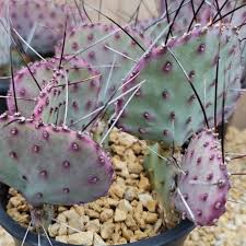Opuntia Macrocentra Prickly Pear Cutting (5"+) | Purple Cactus with Black Spines | Cold Hardy | Unrooted Starter
