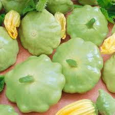 Bennings Green Tint Scallop Squash Seeds, Cucurbita pepo, Heirloom, 2-3 Inch Squash, Deer Resistant, USDA Zones 3-10, Non-GMO