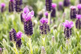 50 Seeds Italian Lavender – Lavandula stoechas, Fragrant Purple Herb