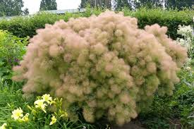1 Young Lady Pink Smoke Bush | Compact Cotinus Starter Plant | Smoky Pink Blooms