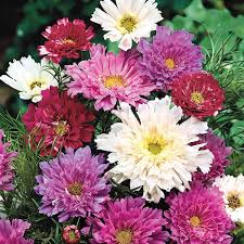 200+ Double Click Mixed Cosmos Seeds – Frilly Double Blooms in Pink, White & Rose for Garden Planting, Cottage Gardens – USA