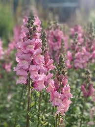 Antirrhinum majus Potomac Lavender Snapdragon Seeds – 1000+ Soft Purple Blooms for Garden & Cut Flowers