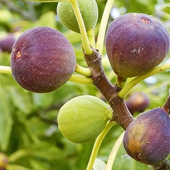100+ Smith Fig Seeds – Grow Ficus carica Sweet & Juicy Heirloom Figs for Garden and Home