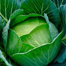 1g Cabbage Copenhagen Market Seeds Brassica oleracea | Heirloom Variety | Sweet, Crisp Green Heads for Home Gardening