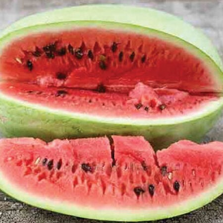 20 Seeds Charleston Grey Watermelon (Citrullus lanatus) – Sweet, Juicy, Classic Summer Favorite