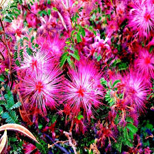 10 Pink Fairy Duster Tree Seeds (Mesquitella eriophylla) – Rare Exotic Mimosa, Low-Maintenance, Hummingbird Attractant