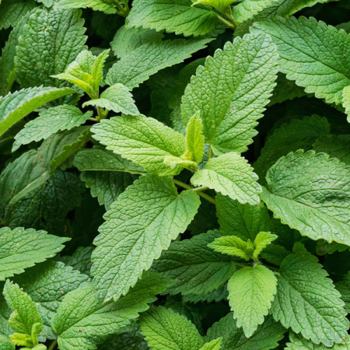 30 mg Seeds Spearmint Herb – Mentha spicata | Fresh Mint for Planting, Culinary, Tea Uses