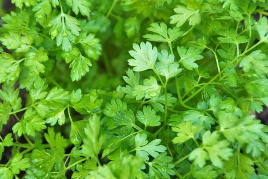 Chervil Seeds | Heirloom Non-GMO | Mild Anise Flavor | French Culinary Herb | 16-28 Inches Tall | USDA Zones 3-9 |