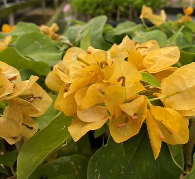Topaz Gold Bougainvillea Starter Plant | Rare Well-Rooted Plug | Live Evergreen Plant | Bright Yellow Blooms | USDA Zones 9+